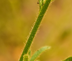 Salpiglossis sinuata
