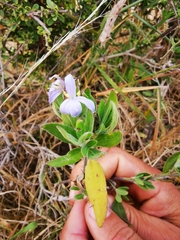 Megalochlamys revoluta