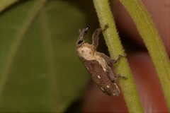 Cylindralcides bubo