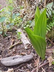 Veratrum fimbriatum