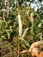 Megalochlamys revoluta