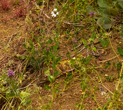 Salpiglossis sinuata