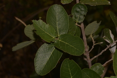 Ficus aculeata