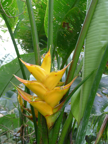 Heliconia caribaea