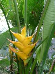 Heliconia caribaea