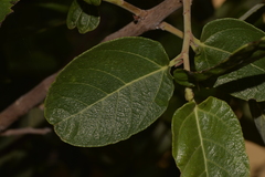 Ficus aculeata