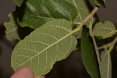 Ficus aculeata
