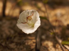 Stylisma pickeringii pickeringii