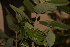 Ficus aculeata