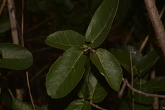 Ficus aculeata