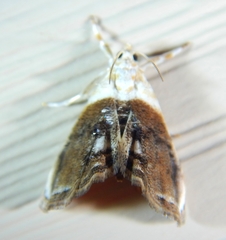 Lipocosmodes fuliginosalis