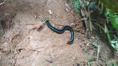 Diversibipalium andrewesi