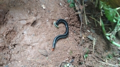 Diversibipalium andrewesi