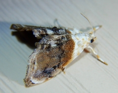 Lipocosmodes fuliginosalis