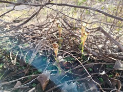 Pterostylis dolichochila