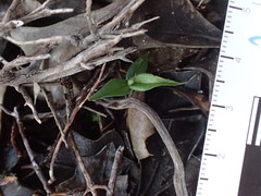 Pterostylis dolichochila