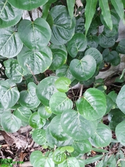 Polyscias scutellaria