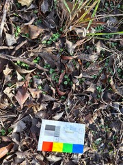 Pterostylis dolichochila