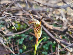 Pterostylis dolichochila