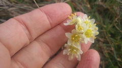 Toxicoscordion fremontii