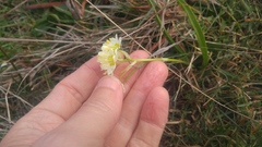 Toxicoscordion fremontii