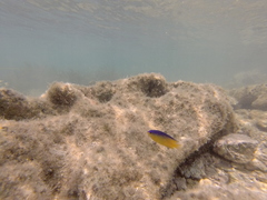 Stegastes leucostictus