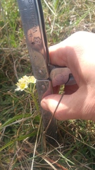 Toxicoscordion fremontii