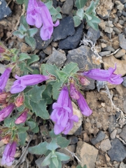 Penstemon montanus montanus