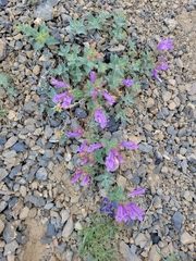Penstemon montanus montanus