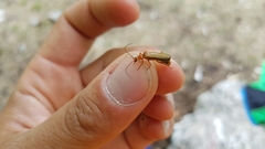 Rhagonycha translucida
