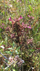Pedicularis palustris