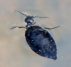 Meloe rugosus