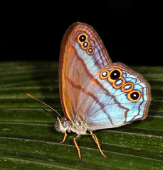 Amiga arnaca