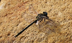 Gomphus graslinii