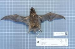 Southern Dog-Faced Bat photo 3