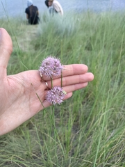 Allium lineare