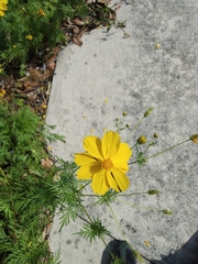 Cosmos sulphureus