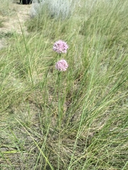 Allium lineare