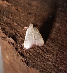 Basacallis tarachodes