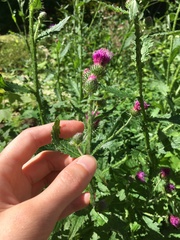 Carduus crispus