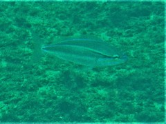 Pentapodus paradiseus