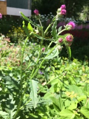 Carduus crispus