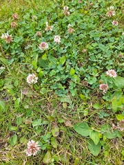 Trifolium repens