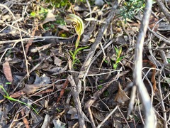 Pterostylis dolichochila