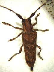 Saperda obliqua