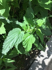 Urtica dioica