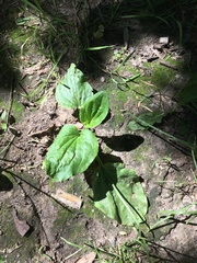 Plantago major