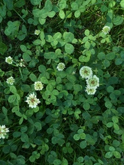 Trifolium repens