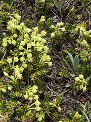Phyllodoce glanduliflora