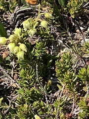 Phyllodoce glanduliflora